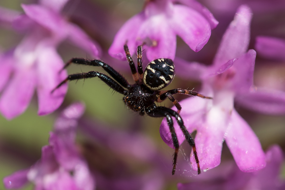 Synema globosum